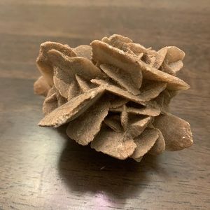 Beautiful Desert Rose